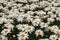 A field of large flowering daisies on a sunny summer