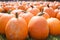 Field of Large Pumpkins