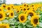 Field of large sunflower heads in the horizon, bright yellow and bees pollinating flowers at a sunflower farm and festival