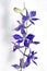 Field larkspur; consolida; ajacis;