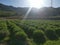 Field of lavanda