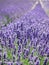 Field of lavender in bloom