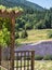 Field of lavender in bloom