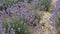 Field of lavender farm. Beautiful purple flowers Sustainable, regional organic cultivation in Tirana, Albania.