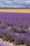 A field of lavender and a field of wheat on a Sunny summer day