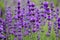 Field lavender flowers