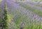 field of lavender flowers in the Plain used for the production of perfumes and aromatic essences