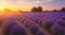 A field of lavender in the golden hour, emitting a warm and soothing glow