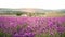 Field of lavender. Lavender farm in France. Beautiful purple flowers at sunset. Sustainable regional organic cultivation