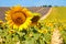 Field with lavender and sunflower flowers. French Provence near Valensole