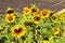 Field with lavender and sunflower flowers. French Provence near Valensole