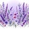 field lavender watercolor illustration, wild purple flowers