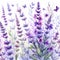 field lavender watercolor illustration, wild purple flowers
