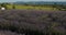 Field of lavenders,Ferrassieres, Provence, France.