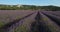 Field of lavenders,Ferrassieres, Provence, France.