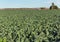 Field of Lettuce, Yuma, Arizona