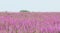 Field lilac flowers