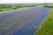 Field of lilac flowers of a delphinium consolida grows in even rows, aerial view