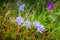Field lilac flowers in green grass