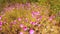 Field of lilac flowers - wildlife.