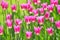 A field of lilac tulips on a sunny day. Tulip variety Miss Elegance Concept Spring