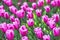 A field of lilac tulips on sunny day. Tulip variety Miss Elegance. Concept Spring