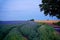 Field of Linseed at Dusk