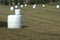 Field littered with bales of hay silage wrapped in foil