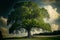 In the field, a lone green oak tree