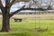 Field with a lone swing and carriage