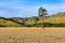 Field with lonely tree in Whanganui National Park, New Zealand