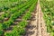 Field with long rows of parsley and lettuce plants.