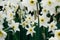 Field of long stem white and yellow daffodils