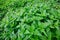 Field of lots stinging nettles Urtica with fresh green leaves