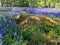 Field of lupines