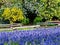 Field of lupines