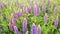 Field of lupines with a raindrop drop dew on leaves and purple flowers after rain on the sun. Nature summer background