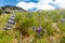 Field of Lupinus mutabilis, species of lupin grown in the Andes, mainly for its edible bean. Near Quilotoa, Ecuado