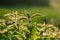 Field of lush green Common Nettle plants basking in the sun's warmth