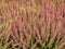 Field of magenta heather