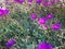 Field of Magenta Poppies Blooming in Northern California