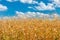 Field with maize close-up against blue cloudy sky