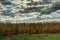 Field with maize close-up against dramatic cloudy sky