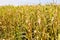 Field of maize plants