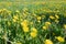 Field with many blooming dandelions. Taraxacum officinalis blossom in spring sunny day