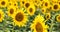 Field with many blooming sunflowers, summer concept.