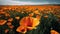 A field of many bright orange poppy flowers with a level horizon. Generative AI
