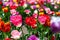 Field of many colored tulips on blurry background