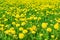 Field of many flowering yellow dandelions