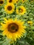 Field with many Sunflowers image